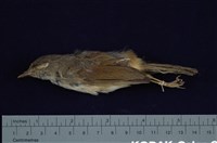藏品(繡眼畫眉)的圖片